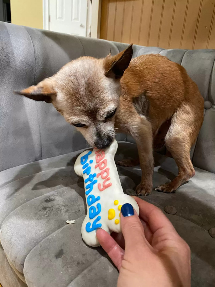 Hughes actually ensures that all the senior dogs feel special and cared for, and he regularly throws parties to celebrate every possible event or milestone with them.