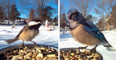 20+ Incredible Photos Of Birds Caught On A Hidden Camera In A Bird Feeder