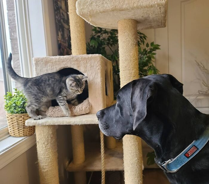 This goes to show that dogs and cats can be best buddies!