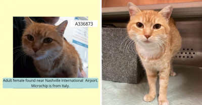 Cat Found Near Nashville Airport Mysteriously Microchipped to Italy