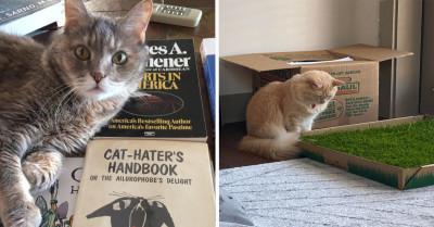 24 Times Individuals Purchased Cool Presents For Their Pets, But Were Not Prepared For The Reactions They Received