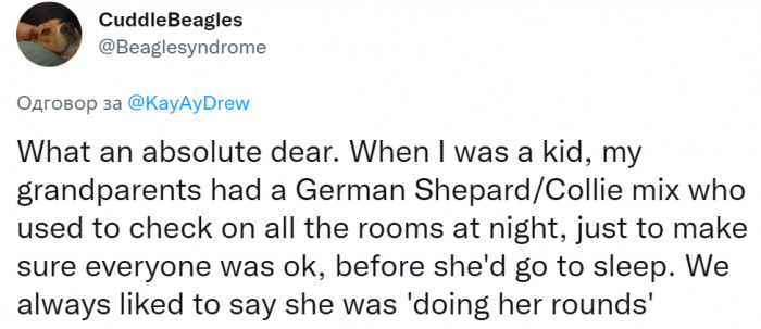 #30 Dogs are our knights in shining armor.