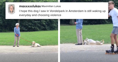 When It’s Time To Leave The Park, This Dog Plays Dead So She Doesn't Have To Go