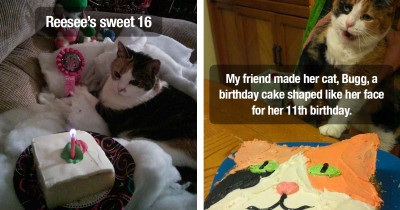Cats Proving Once Again They Rule The World by Celebrating Extravagant Birthdays