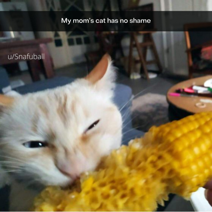 22. What on earth would a cat do with shame anyway?