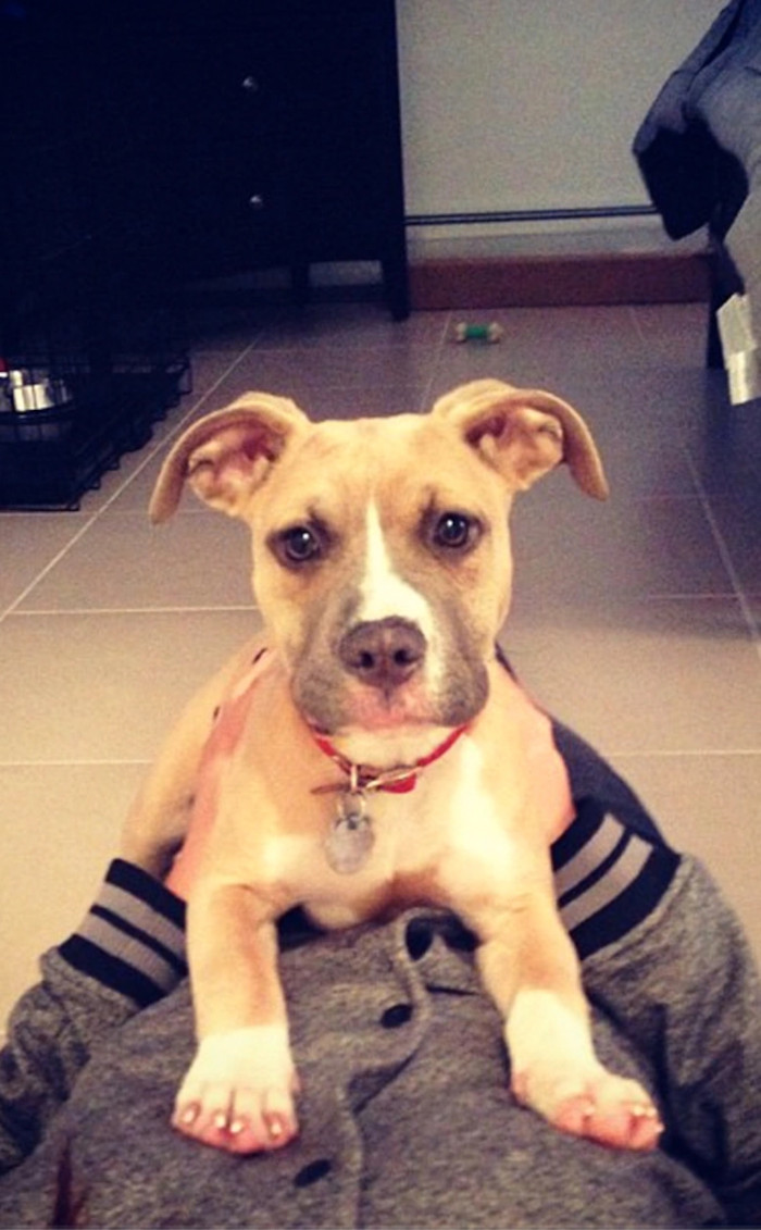 37. Vinny Guadagnino and his adorable pit bull, Tita