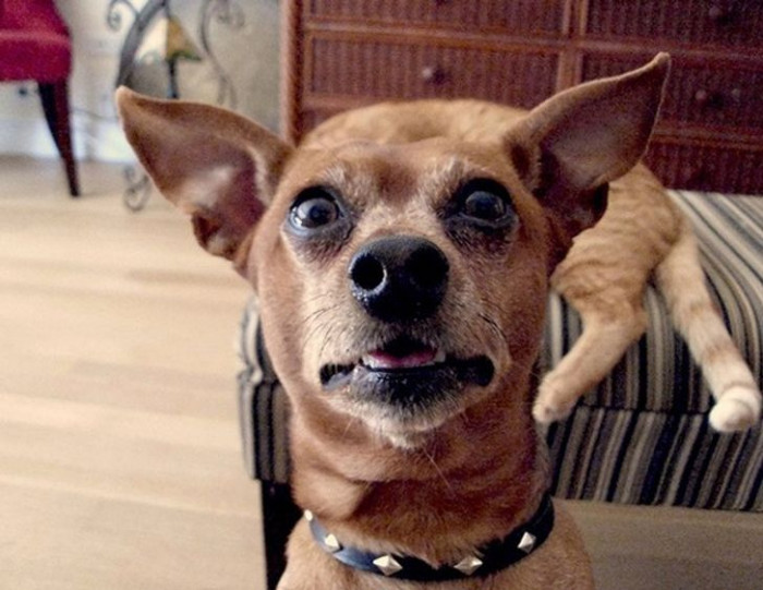 7. "Whaaat is that thing?"