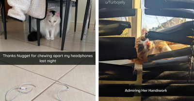 Naughty Cats Behaving In Ways You Have Nothing Nice To Say About