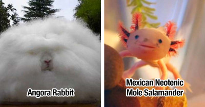 12 Cutest and Unique Animals That You Must See