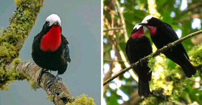 Meet The Bird With A Snow-Capped Head And A Scarlet Red Throat