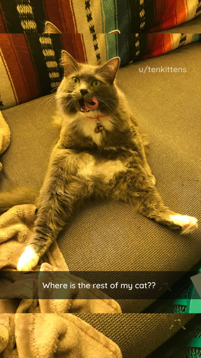 Loki the cat lying down, showing a plush belly and face