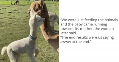 If You Need Something to Cheer You Up, This Adorable Footage of a Baby Alpaca Hugging Its Mom Will Do the Trick