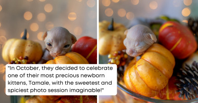 Missouri-Based Cattery Takes the Absolute Cutest Photos of Their Newborn Kitten Named Tamale