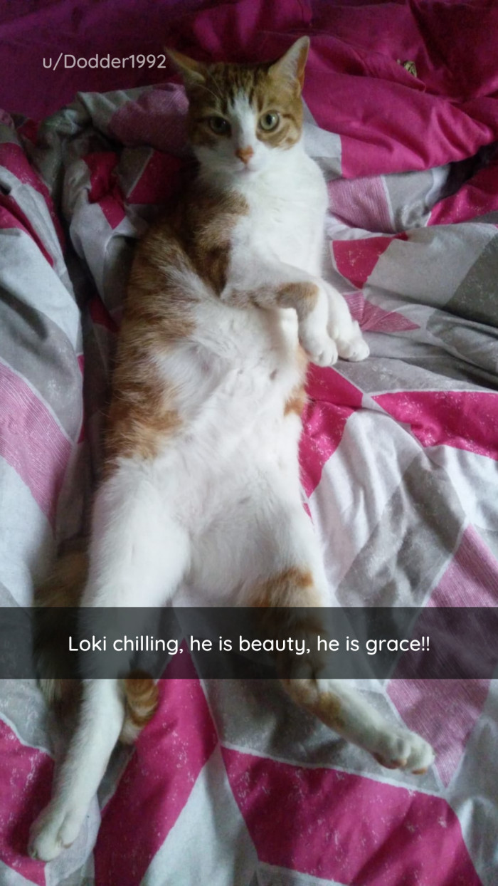 16. Loki is purr-fect