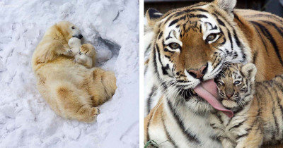 37 Mesmerizing Pictures of Wild Baby Animals Being Pampered by Their Parents in Their Natural Habitat