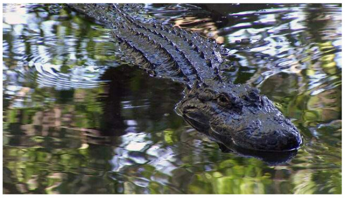 To her surprise, she realized it was a giant 6-foot alligator that had fixed its eyes on Nalu. Without a moment's hesitation, Susan instantly jumped into the water and did her best to fight off the alligator away from Nalu. With immense effort and bravery, she battled the gator alone and somehow freed Nalu from its grasp.