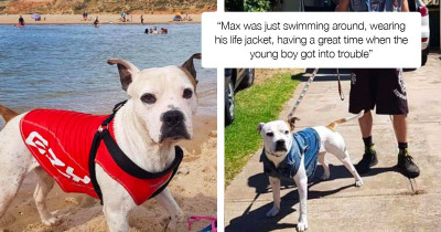 Heroic Response Of A Dog Saves Boy From Drowning At 
 Sea