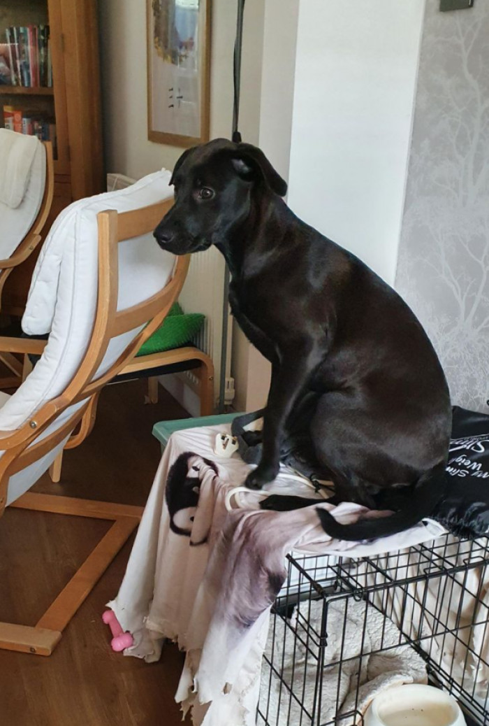 20. “You’re supposed to go in the crate...”