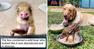 Wild Boar Finds Home In The Arms Of A Caring Labrador