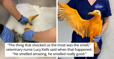 Curry-Covered Bird Rescued After It Was Found On The Roadside