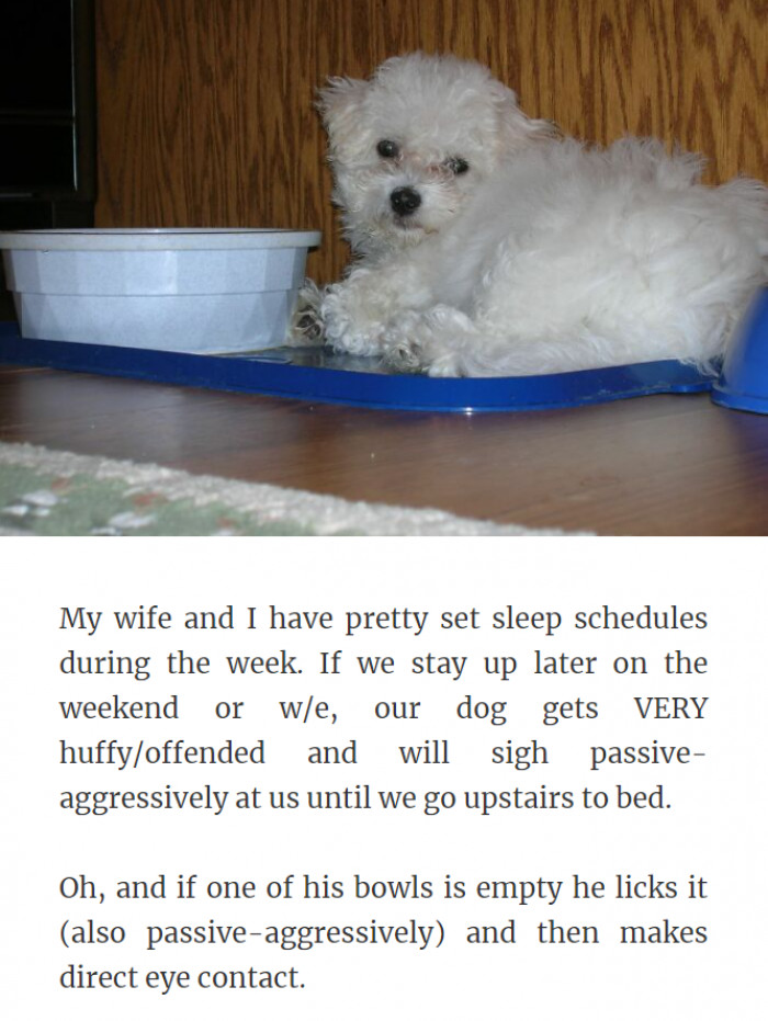 19. This Passive-Aggressive Dog Won't Let You Sleep Late
