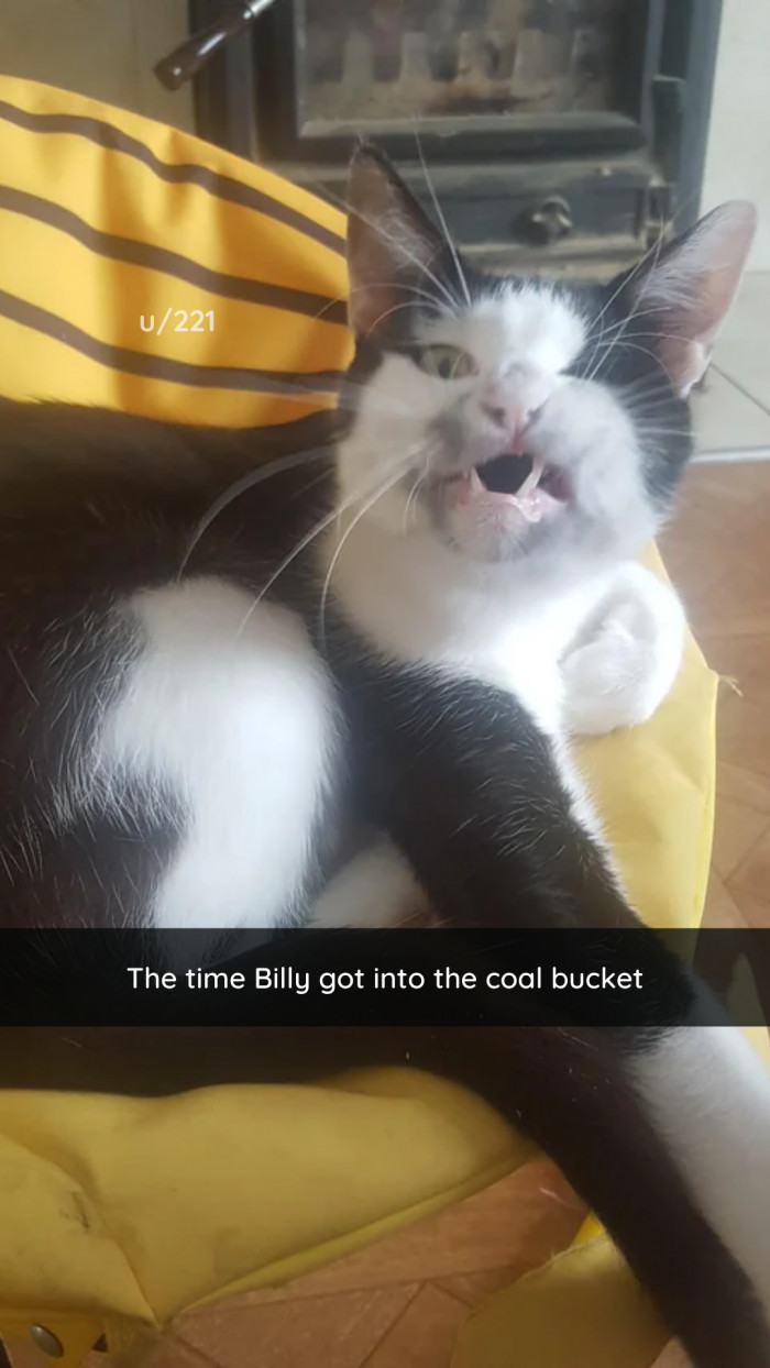 44. Look at this utterly silly face. Just look at it!