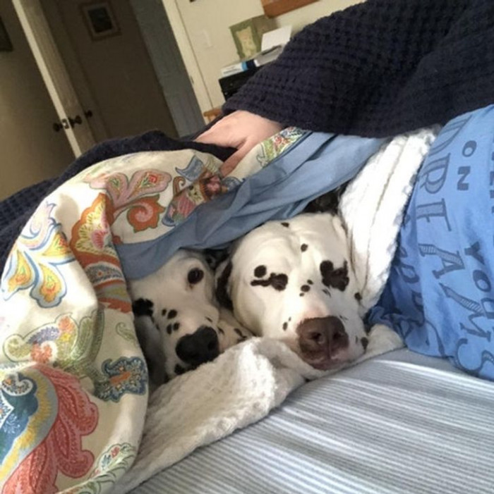 4. Get a pet duo that fully supports your lazy days!