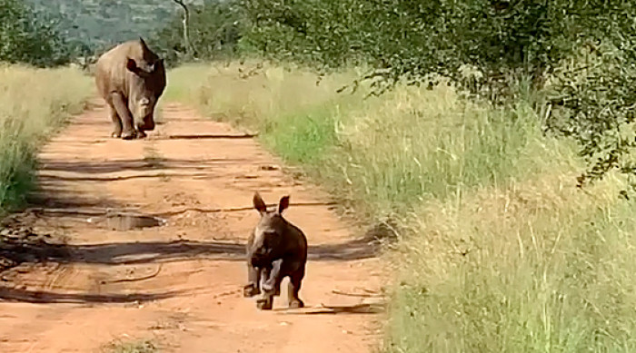 The tourists were in a safari vehicle when they happened to come across a mother rhino and her calf, admiring them from a safe distance.