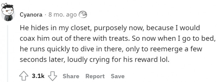 When hiding means getting a treat later on. One dog hides in the closet, while the other hides under the bed.