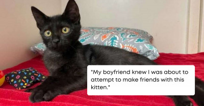 This Couple Went Out For Taco Bell And Came Home With A Kitten