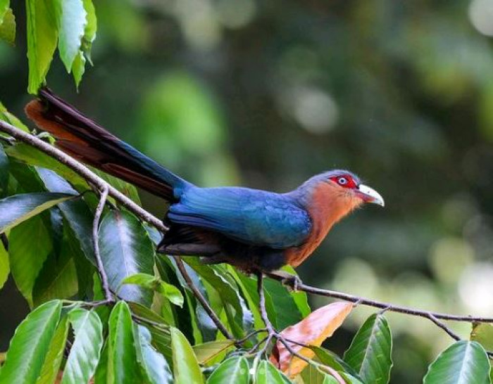 Female ones are quite similar to males. However, males have a pale blue iris while females have yellow.