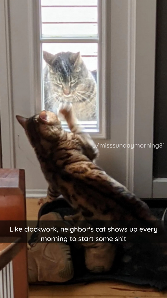 These Hilarious Cats Might Help You Realize All Cat Owners Have Some ...