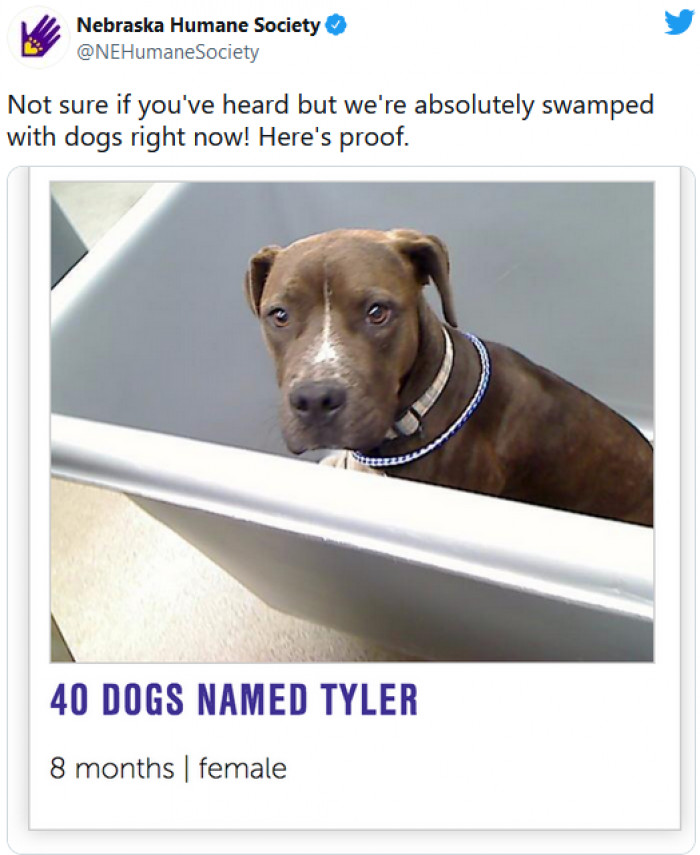 27. If you are seeing this and want a dog, this is your sign to get one!