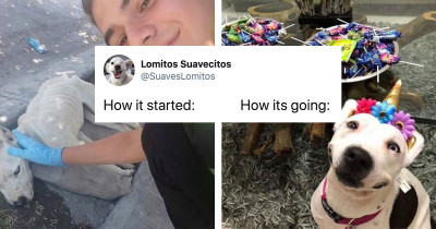 People Share Their "How It Started Vs. How It Ended" Transformations And They're All Cute As Ever