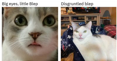 40 Blepping Cats Seem To Forget That Their Tongues Are Supposed To Be Inside Their Mouths And Not Stick Out