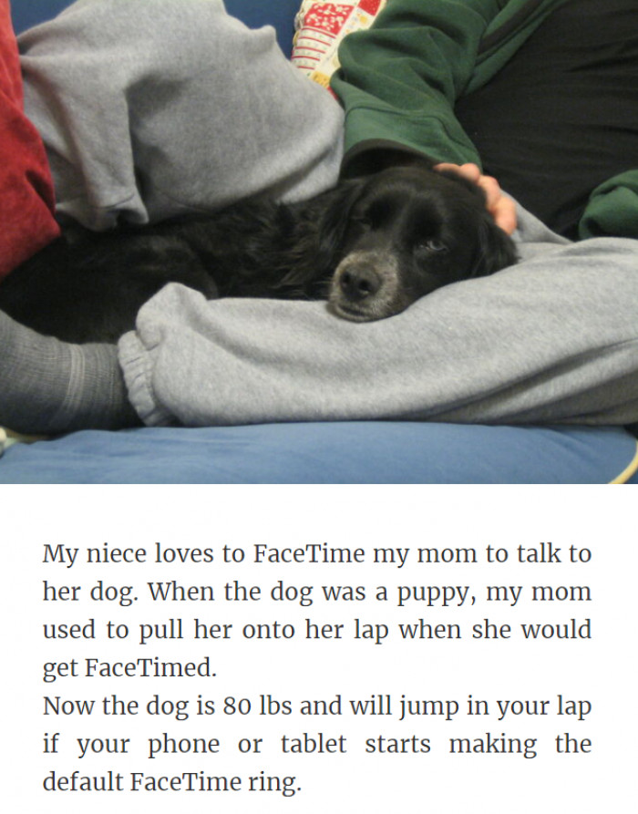 12. A Dog Who Loves FaceTime