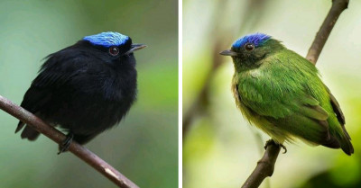 Brighten Up Your Day With The Sight Of This Majestic Little Bird With A Blue Crown On Top Of Its Head