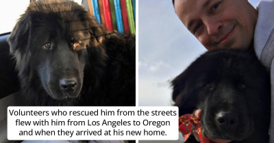 Rescued Newfoundland Doggo Travels 1,000 Miles to Find His Forever Home