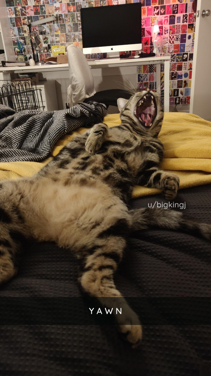 1. A majestic yawn, if we've ever seen one.