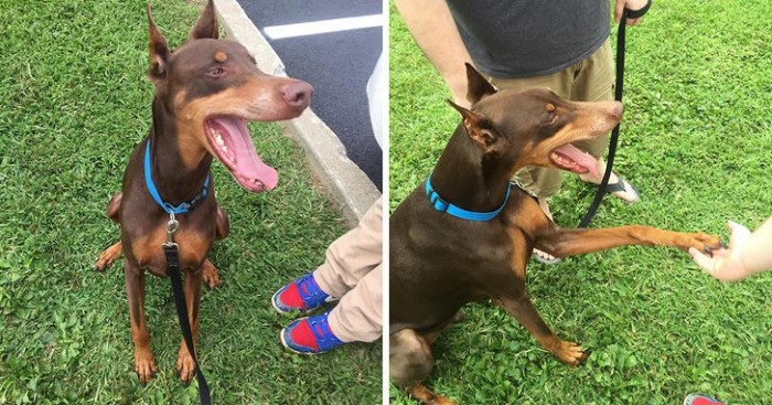 8. Unfortunately, Lenon and his owner had to part ways for 7 years due to family issues. But the pair are finally back together.