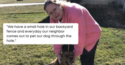 Dog Waits By The Fence So That The Neighbor Will Pet Her Through The Hole