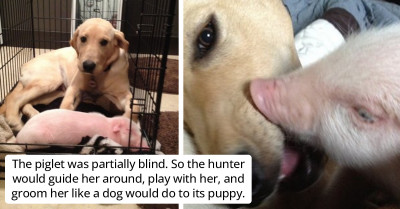 Piglet, Who Fell Off A Truck, Meets Dog Who Takes Care Of Her And Becomes Her Best Friend