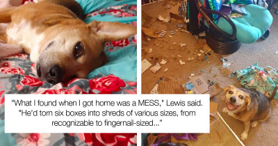 Adorable Dog Proudly Shows His Mom The Mess He Made While She Was Gone