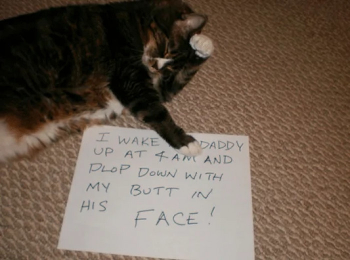 3. I wake Daddy up at 4 AM and plop down with my butt in his face.