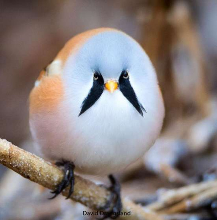 The adorable birds love to chill in reedbeds, swamps, wetland, lakes, and other freshwater habitats.