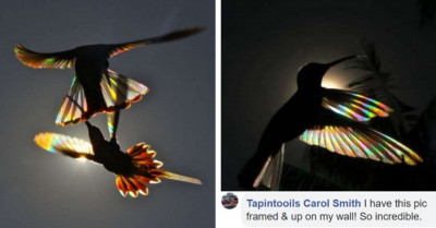 Talented Photographer Captures Images Of Birds Creating A Prism Effect Which Flaunts Rainbow Colours Through Their Wings