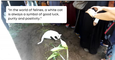 Heartwarming Story of a Man Who Sheltered Stray Cats All His Life, and When He Died, One Came to Say Goodbye