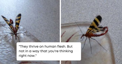 Scorpionflies Are Not Just Creepy-Looking; Their Way of Life Is Nasty Too