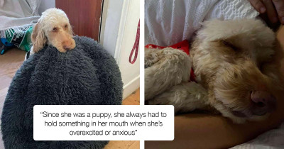 Dog Honors People She Loves With Her Bed, Which Is Her Prized Possession