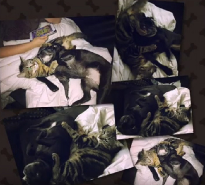 Now they are the best of friends! He even gives her belly rubs for love. Now they cuddle together all the time.